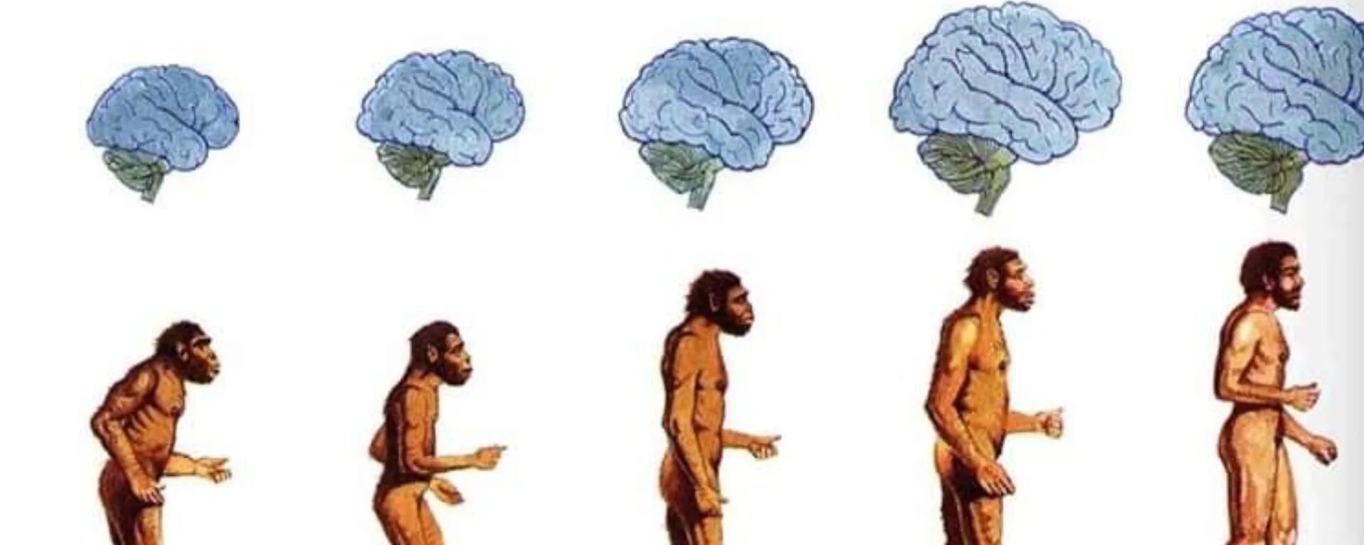 Первобытное мышление человека. Эволюция головного мозга австралопитека. Древний мозг человека. Мозг первобытного человека и современного.