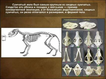 Какую форму тела имеет волк