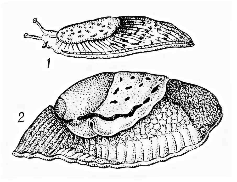 СЛИЗЕНЬ полевой сетчатый. СЛИЗЕНЬ полевой строение. Строение СЛИЗНЯКА. Анатомия слизня.