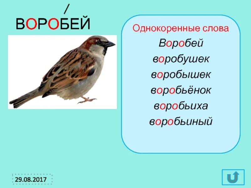 Основная мысль текста каждый знает воробья ворону. Пословицы про воробья. Слово Воробей. Воробей словарное слово. Поговорки про воробья.