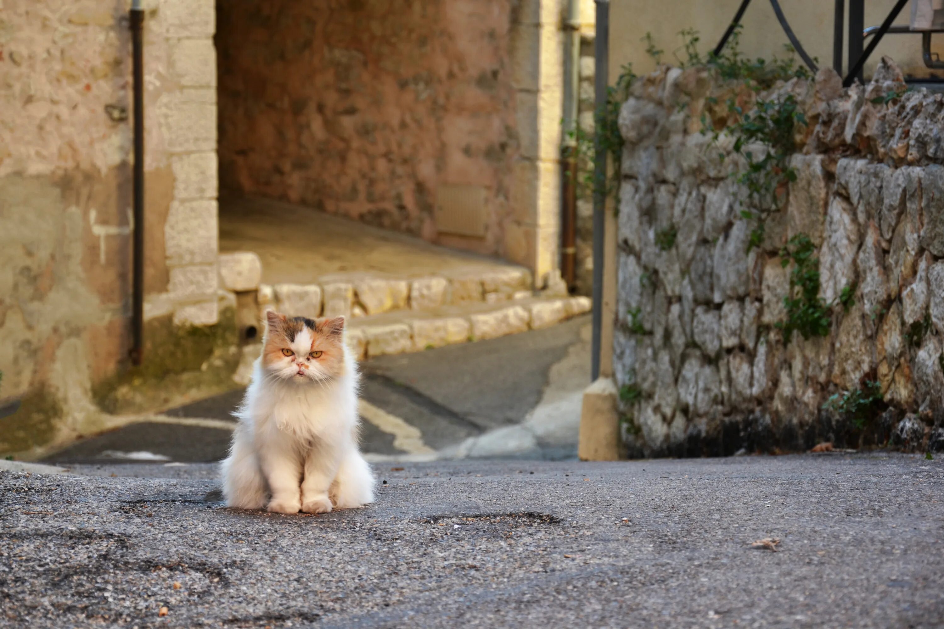 Кошка зовет малышей. Сердитый кот. Город кошек. Кошка фото сердитый фото. Её зовут кошка.