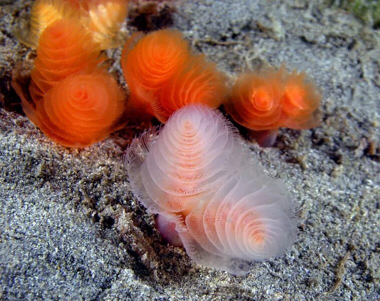 Форониды древние. Форониды это. Актинотроха форонид. Личинка форониды. Актинотроха форонид.