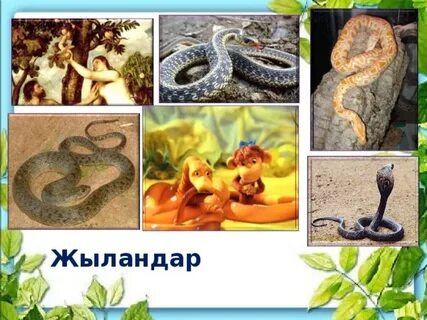 Қыздың екі аяғының арасында жыныс мүшесі салбырап тұр
