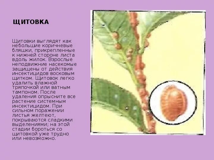 Как вылечить щитовку
