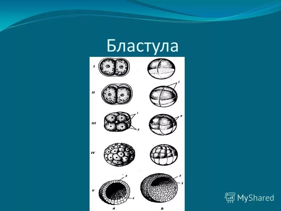 Онтогенез по в м маркову