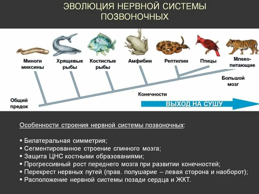 Нервная система позвоночных процесс эволюции. Эволюционные преобразования нервной системы. Эволюция развития нервной системы. Последовательность развития нервной системы.