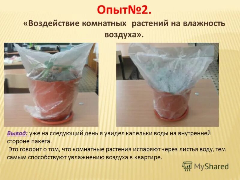 Живое растение поместить в полиэтиленовый пакет. Целлофановый пакет для растений. Полиэтиленовые мешочки для рассады. Рассада в целлофановых пакетиках. На листья этих растений надел целлофановые пакетики.