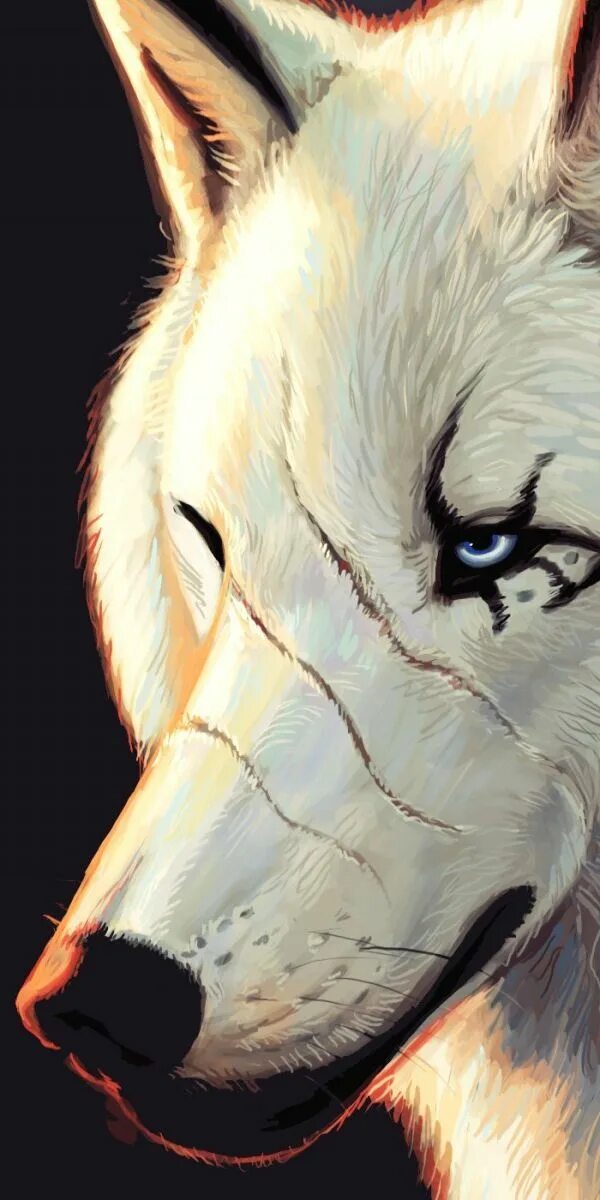 Аватарки для ватсап волк. Волк на синем фоне. Ава для ватсапа волк. Волк арт. Тема волков.