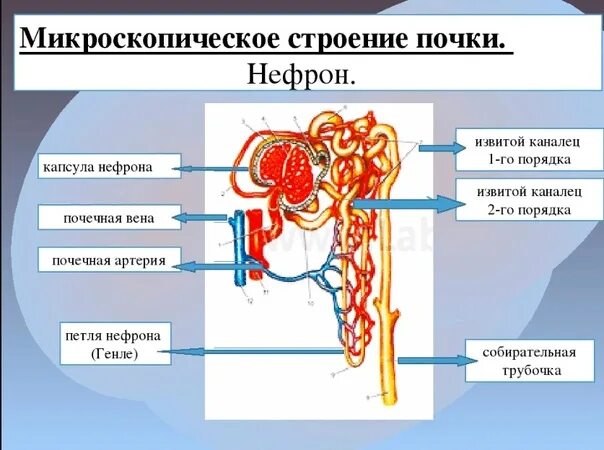 Какие структуры входят в нефрон. Строение нефрона почки анатомия. мочевыделительная система человека строение нефрона. строение почки почечный каналец. строение нефрона почечный каналец.