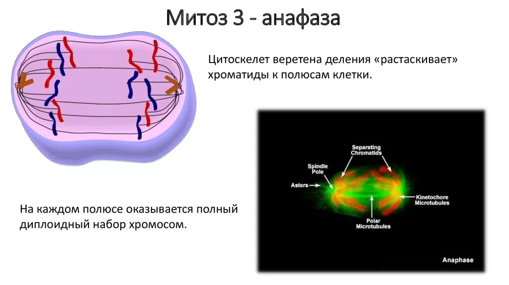 Анафаза митоза строение. Митоз клетки биология 10 класс. Процессы фазы анафаза. Деление клеток 9 класс биология митоз. Биология 9 класс митоз