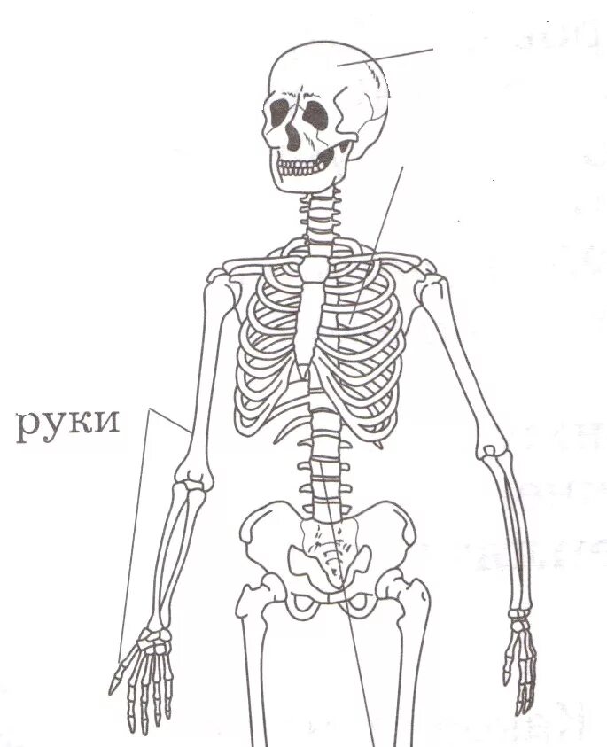 Скелет человека для начальной школы. Скелет человека схе атичный. Задания по скелету человека. Части скелета человека 3 класс.