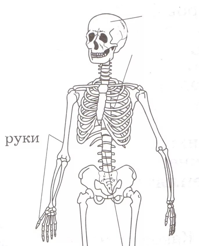 Скелет человека зачет. Скелет человека окружающий мир. скелет человека для начальной школы. скелет 3 класс. скелет человека схе атичный.
