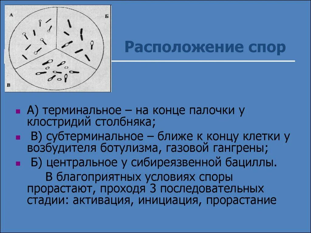 Расположение спор у бактерий. Терминальное расположение споры. Расположение спор в бактериальной клетке. Форма спор бактерий