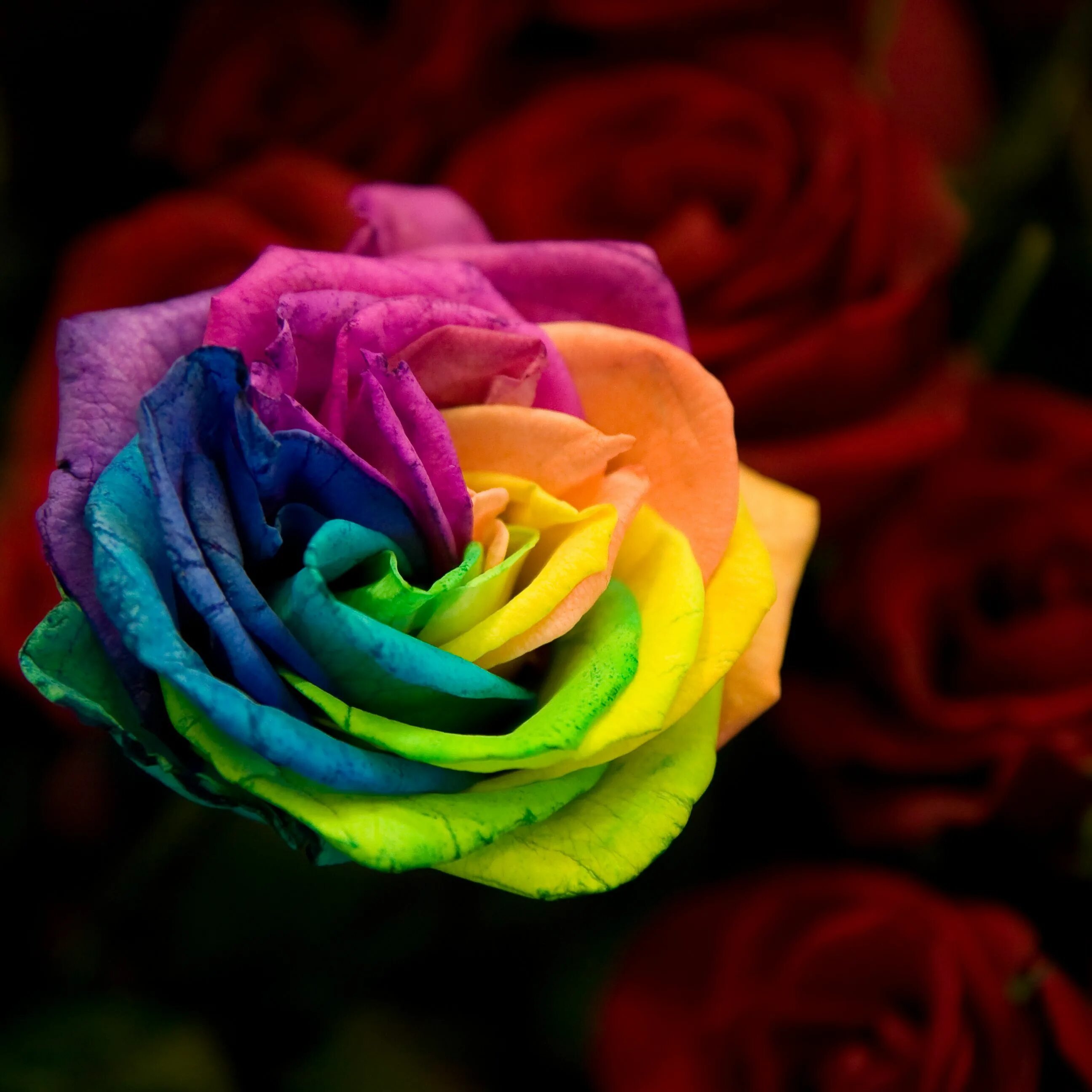 роза рейнбоу. оригинальные 4 цвета. оригинальные 4 цвета. разноцветные розы. обои для айпада.