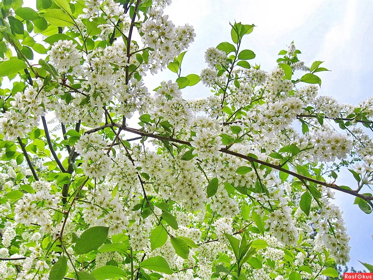 черемуха есенин дерево. черёмуха душистая черемуха. черёмуха душистая цветет. черемуха дерево. кудри черемухи.