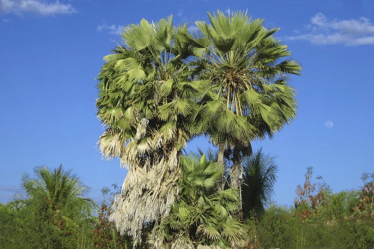 Copernicia cerifera wax. Copernicia prunifera. Карнаубская восковая пальма. Copernicia prunifera. Пальма коперниция.