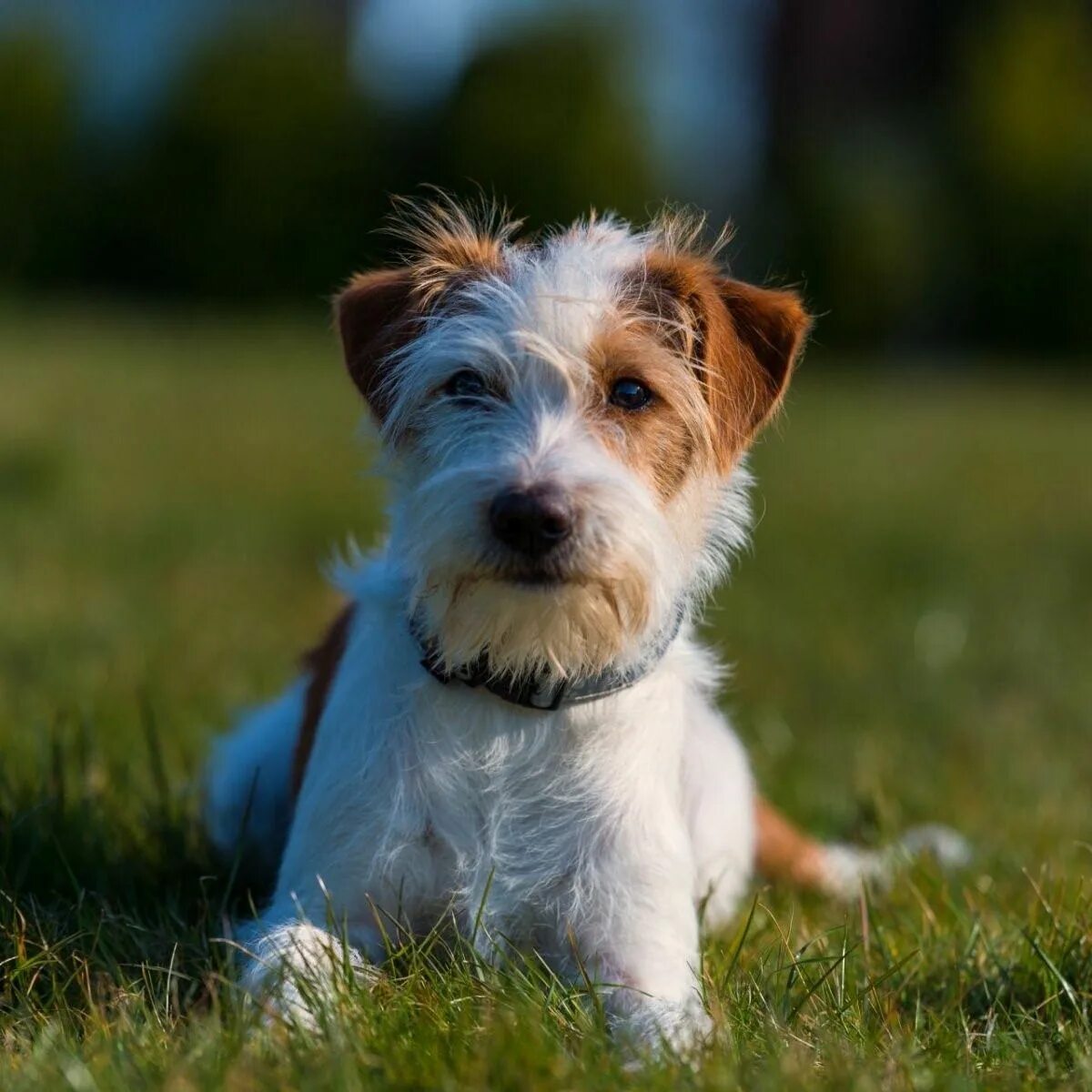 Джэкрасл терьер жесткошерстный. Жесткошерстный рассел терьер. Джек рассел жесткошерстный. Джекрассл терьер брокен. Джек-рассел-терьер жесткошерстный.