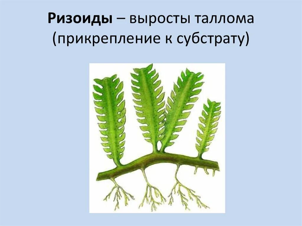 Плаун ризоиды. Ризоиды ламинарии. Ризоиды у водорослей 5 класс биология. 6 Класс биология ризоиды водорослей.