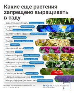 Какой цветок запретили выращивать на даче