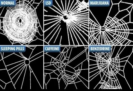 U webs