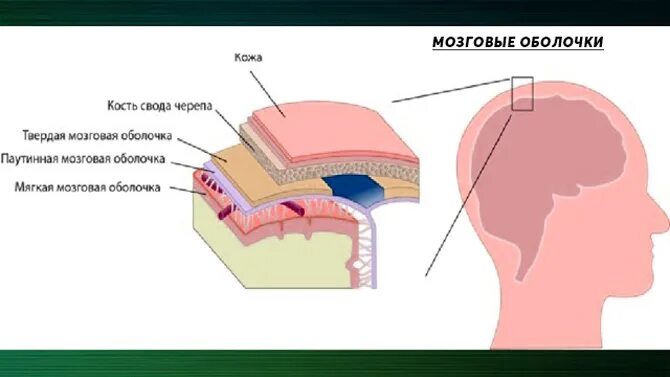 Поражение оболочек мозга. Менингеальные оболочки головного мозга. Оболочка головного мозга менингит. Воспаление головного мозга и мозговой оболочки. Твердая мозговая оболочка мягкая мозговая оболочка.