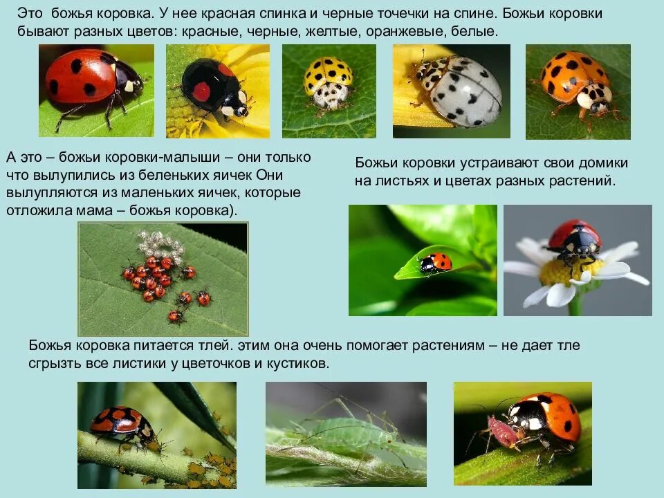 Сообщение про насекомых
