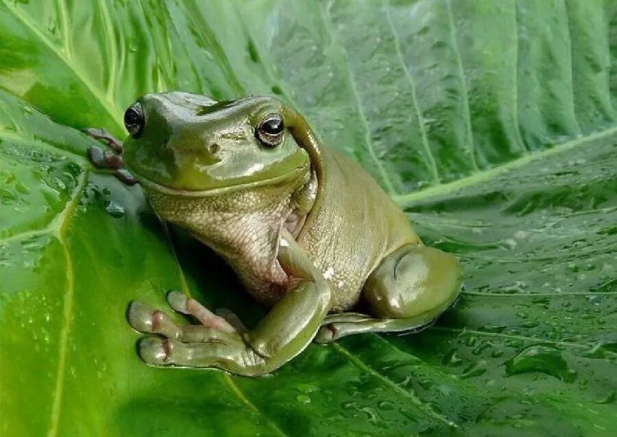 старая жаба. лягушка арлекин коста рика. шишкоголовая жаба.