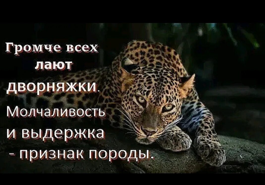 Ответь громко. Лают только дворняжки выдержка признак. выдержка признак породы. молчанье щит от многих бед а болтовня. громко лают только дворняжки.