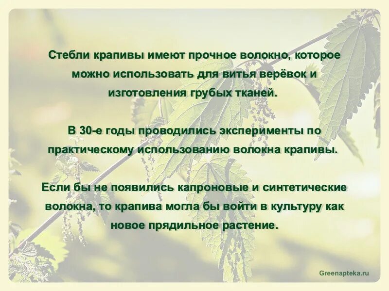 Какие свойства крапивы. Какой стебель у крапивы. Крапива двудомная экологическая группа. Крапива свойства и использование как кровоостанавливающее картинки. Крапива как кровоостанавливающее средство при кровотечении.