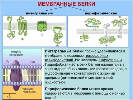 Транспортную функцию в организме выполняют молекулы