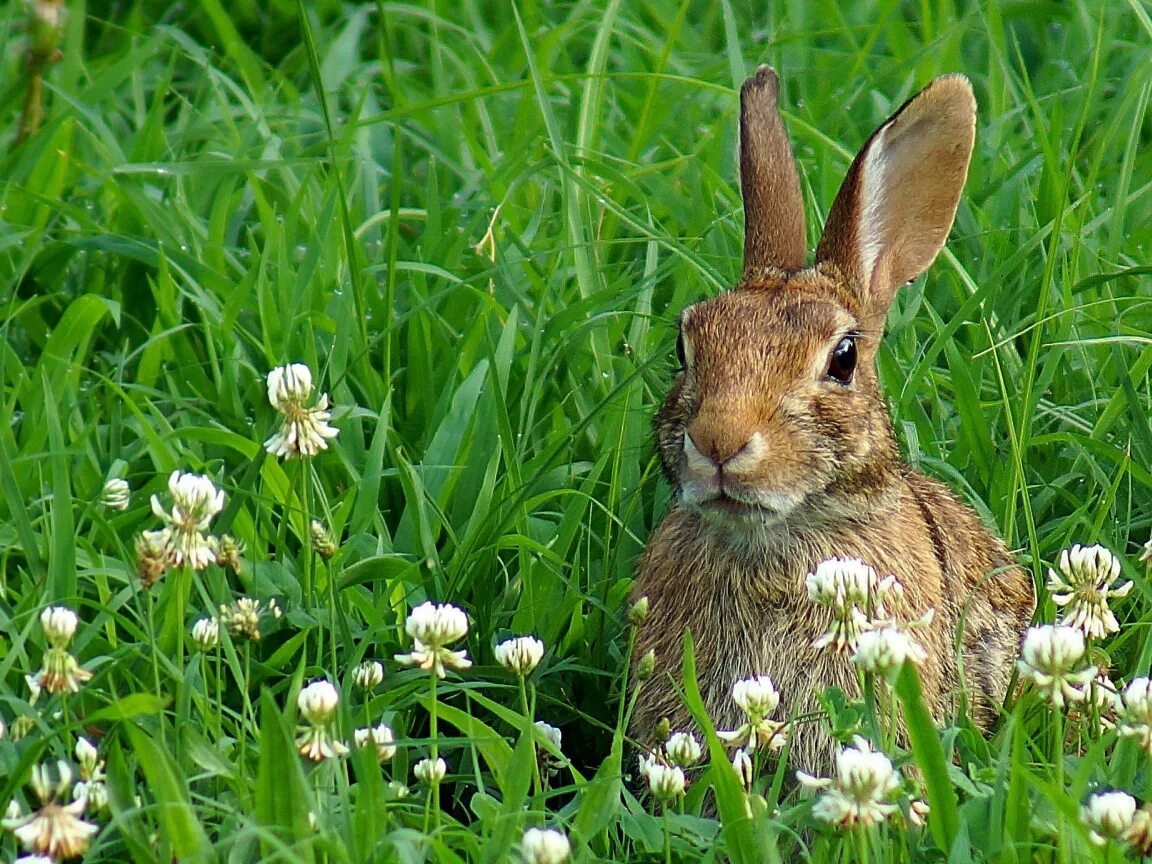 Земля зайчика. Заяц-Русак. Заяц Русак с зайчатами. Заяц Русак маленький. Заяц в траве.