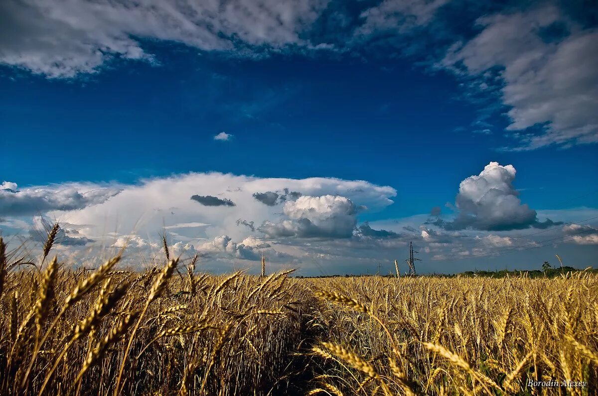 интересное про поле