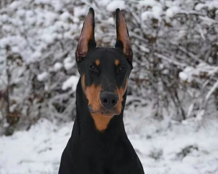 Доберман эстетика зима. Доберман зимой. Доберман зимой. Доберман зимой. Доберман собака зимой.