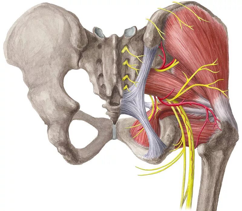 Тазобедренный сустав нервы анатомия. Анатомия тазобедренного сустава седалищного нерва. Седалищный нерв анатомия таз. Седалищный нерв анатомия мышцы.