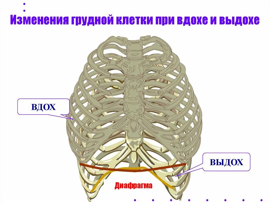 Грудная клетка при дыхании. Изменения грудной клетки. При выдохе болит грудная клетка посередине. Боль на выдохе в грудной клетке посередине.