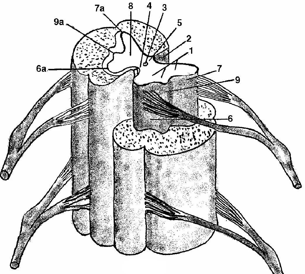 Строение нерва рисунок. Рис. Строение спинного мозга.. Сегмент спинного мозга с оболочками. Строение спинного мозга без подписей. Строение спинного мозга рисунок оболочки.