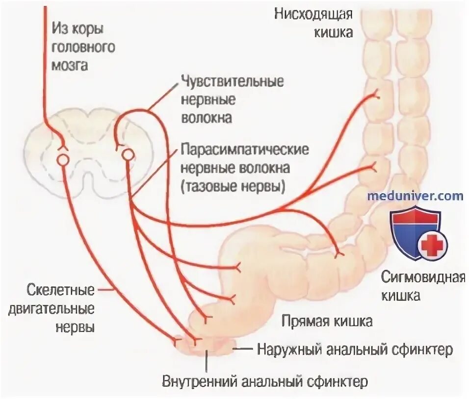 Чувствую прямую кишку