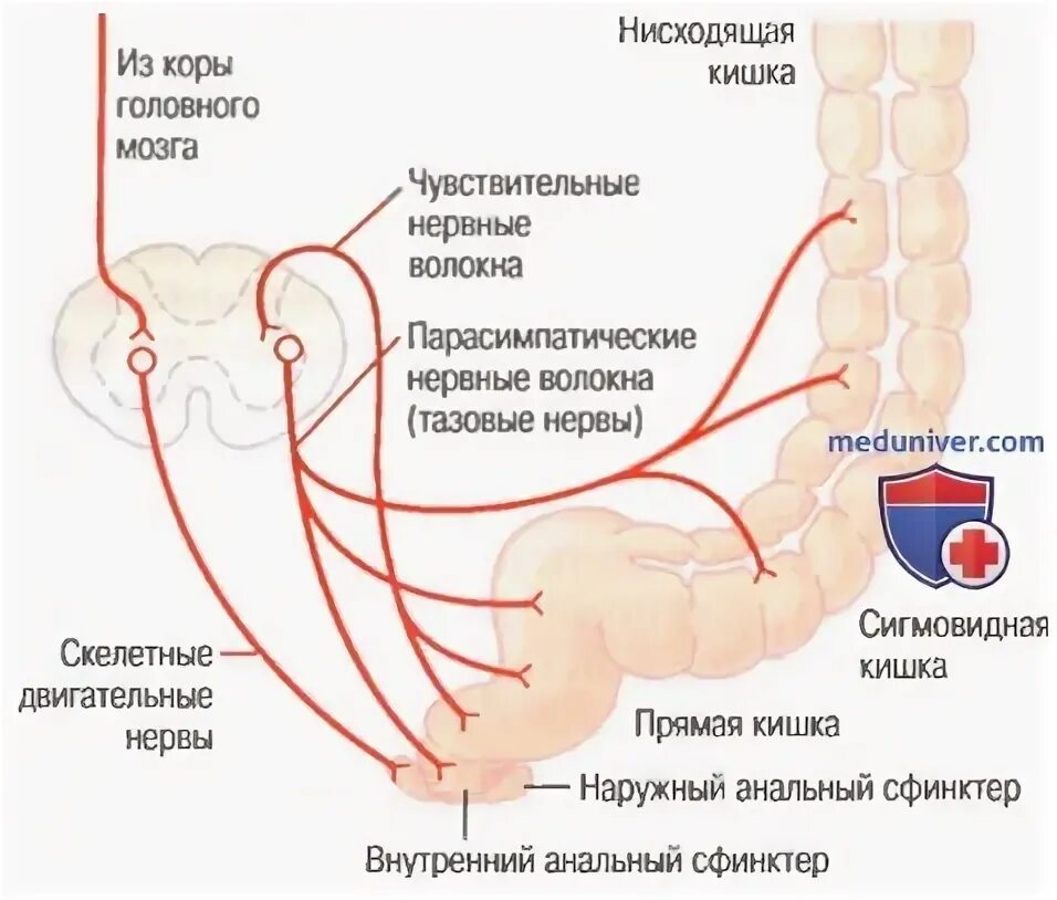 Позывы к дефекации у женщин. Рефлекс дефекации дуга. Рефлекторная дуга рефлекса дефекации схема. Акт дефекации физиология рефлекс. Механизм акта дефекации физиология.