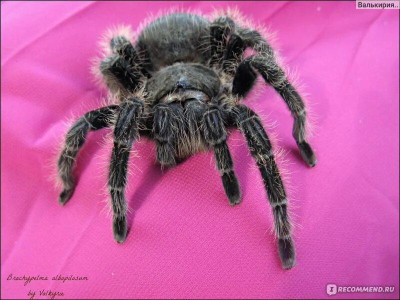 Много тарантулов. Паук тарантул. Пауки гиганты. К чему снится паук незамужней девушке. К чему снится паук незамужней девушке.
