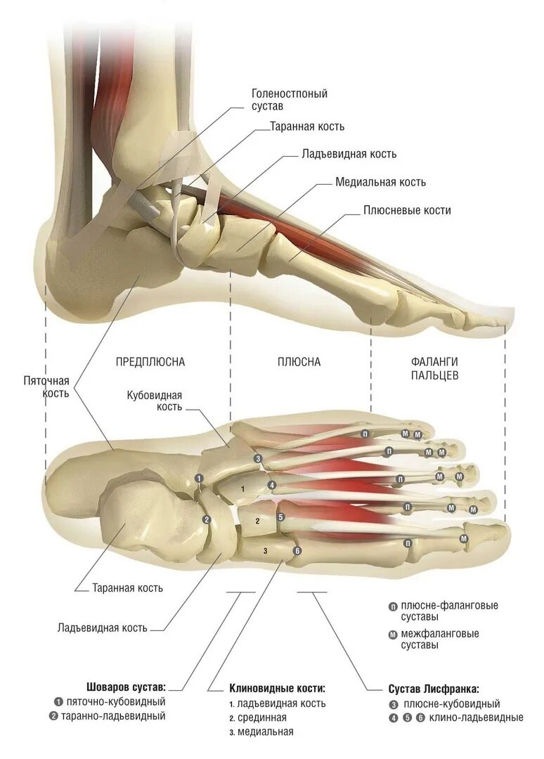 Фото стопы кости суставы. Кость стопы анатомия. Стопа анатомия строение. Анатомическое строение стопы. Строение костей ступни.