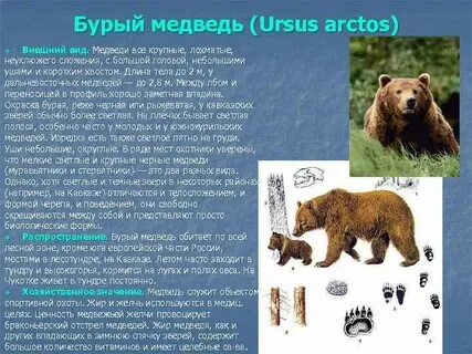 Название организма бурый медведь