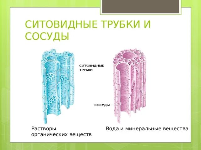 Какую функцию ситовидные трубки у растений. Ситовидные трубки. сосуды и ситовидные трубки. ситовидные трубки растений. сосуды ситовидные трубки волокна.