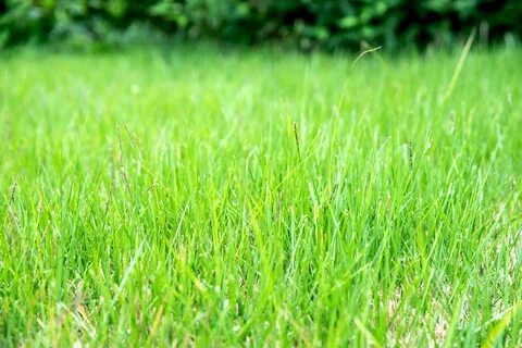 Grass live