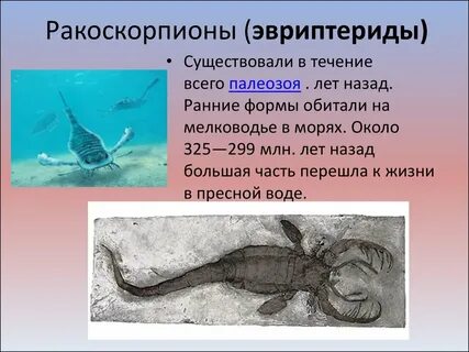 В течение миллионов лет