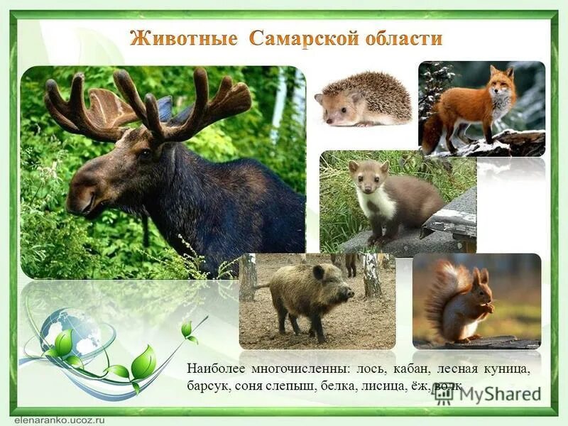 Проект "Разнообразие природы родного края" - Плешаков 3 класс 1 часть. Рабочая т