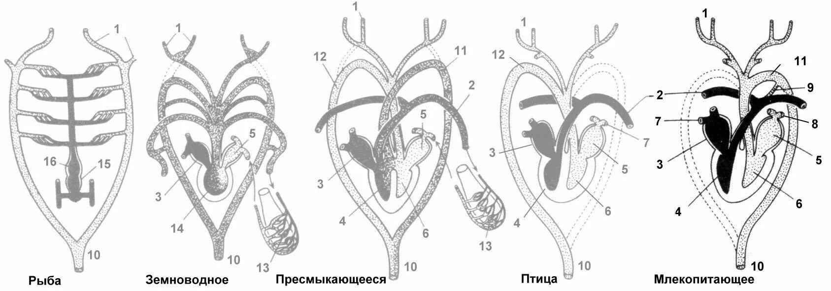 Кровеносная система земноводных и пресмыкающихся таблица. Схемы кровеносных систем позвоночных животных. кровеносная система хордовых схема. схема строение кровеносной системы у животных. схема кровеносная система хордовых животных.