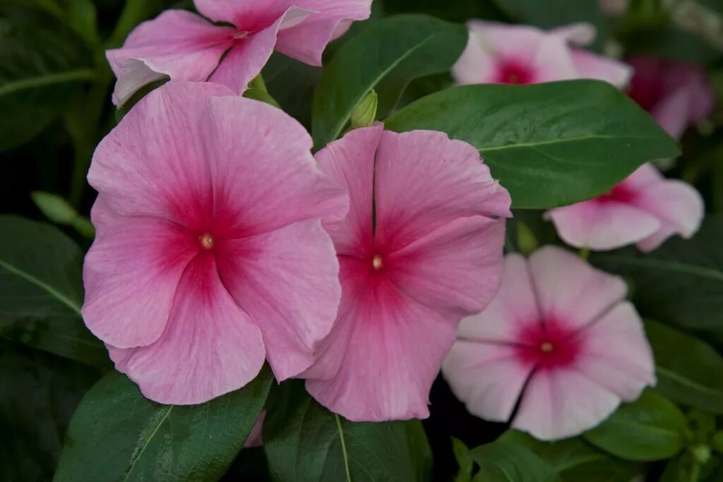 Барвинок розовый. Катарантус розовый. Барвинок розовый катарантус. Catharanthus roseus l. Catharanthus roseus катарантус розовый.