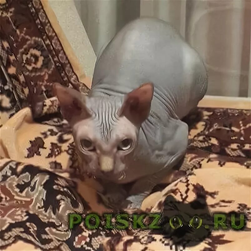 Кот белореченск. Кот белореченск