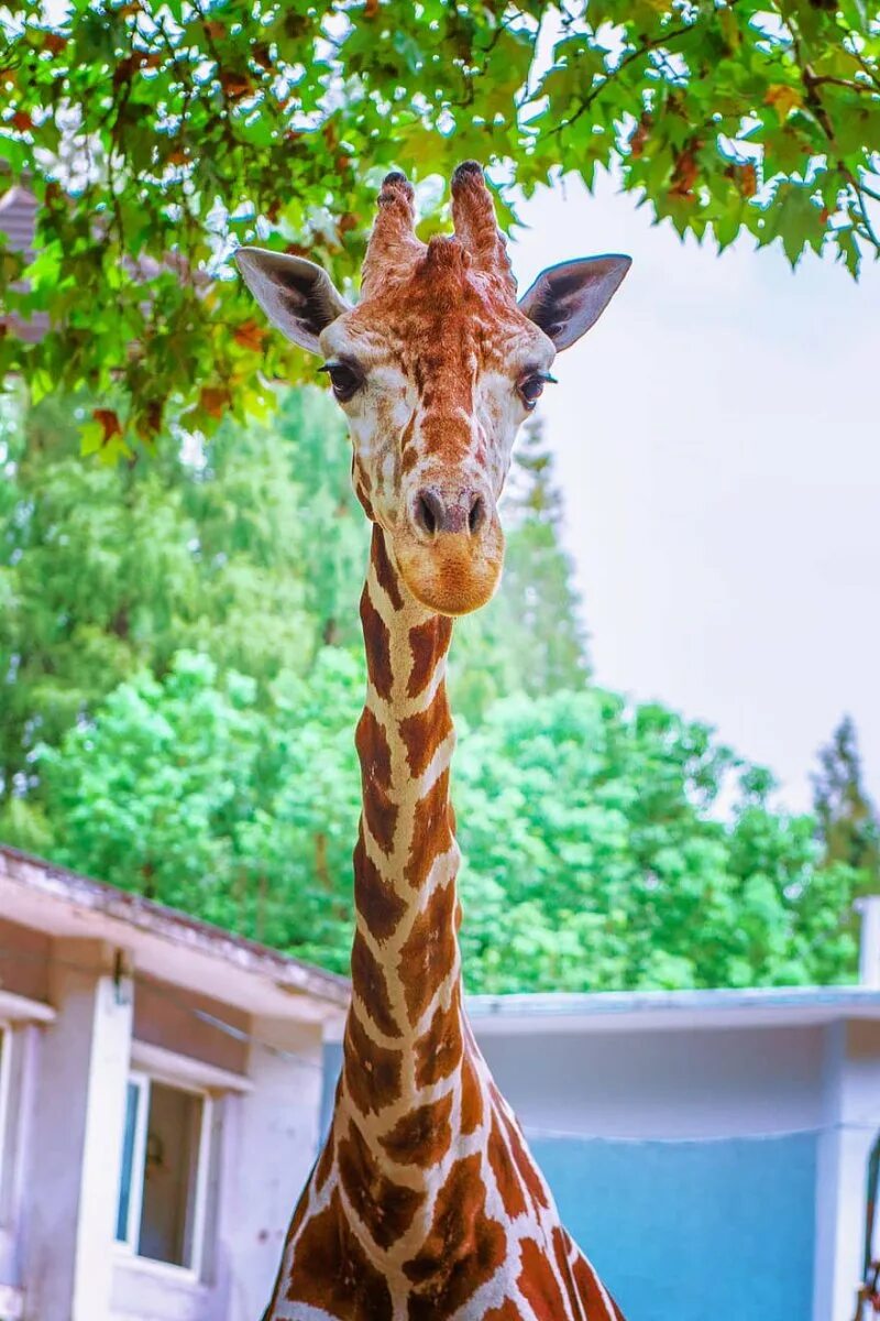 Жираф. Шея жирафа. Самый красивый Жираф.