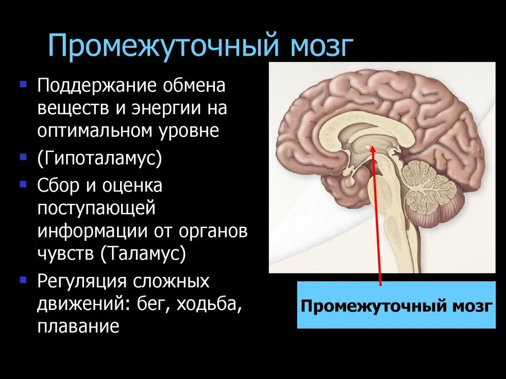 Промежуточный отдел функции. Центры регуляции промежуточного мозга. функция промежуточного мозга у позвоночных. функции промежуточного мозга регуляция. опишите функции промежуточного мозга..